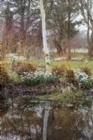 Betula papyrifera 'Saint George' reflected in Foggy Bottom pond, designed by Adrian Bloom. Cornus sanguinea 'Midwinter Fire' and Galanthus nivalis 'S. Arnott' - February