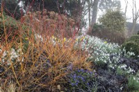 Spider webs on Cornus sanguinea 'Midwinter Fire', Pulmonaria angustifolia and Ophiopogon planiscapus 'Nigrescens' in front and Galanthus nivalis 'S. Arnott' behind - February
