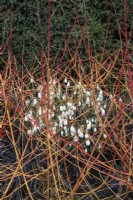 Looking through Cornus sanguinea 'Midwinter Fire' to Galanthus nivalis 'S. Arnott' and Ophiopogon planiscapus 'Nigrescens' beneath - February