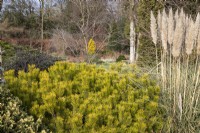 Pinus mugo 'Winter Gold' and Cortaderia selloana 'Pumila' in Foggy Bottom, The Bressingham Gardens, Norfolk - March