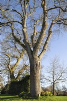 Fraxinus excelsior with Quercus robur left, both trees over 200 years old - March