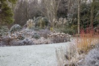 Snowy border in Foggy Bottom, The Bressingham Gardens, Norfolk, designed by Adrian Bloom. Hydrangea arborescens 'Annabelle', Cortaderia selloana and Cornus sanguinea 'Magic Flame' - January
