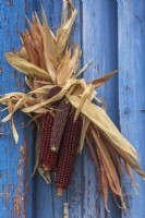 Decorative Zea mays - Indian Corn attached to blue wooden structure in autumn - October