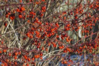Euonymus alatus 'Burning Bush' - Spindle tree in backyard garden in late autumn - November