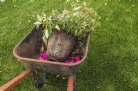 Wheelbarrow with uprooted Impatiens x hybrida 'Vigorous Rose Pink' - Balsam flower plant that was growing in planter and shedded flowerheads - October
