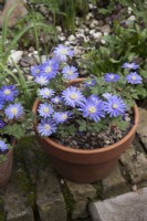 Anemone Blanda Blue in pots in March
spring blue flowering tubers, shady ground cover