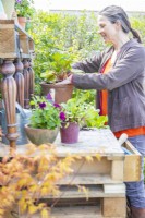 Woman pressing in compost around the base of a plant