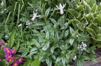 Spring border with Narcissus 'Ice Wings', Pulmonaria 'Sissinghurst White', Primula cv and Hosta undulata var. albomarginata