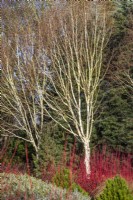 Betula utilis var. jacquemontii 'Silver Ghost' with Cornus alba 'Sibirica', Picea sitchensis 'Tenas' and Pinus leucodermis 'Smidtii' beneath. Winter Garden designed by Adrian Bloom, The Bressingham Gardens, Norfolk - January