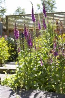 Digitalis purpurea and Lunaria annua seedheads in a contemporary cottage garden
