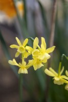Narcissus 'Hawera' dwarf-flowering daffodil. 