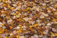 Yellow and brown Acer - Maple tree leaves fallen on the ground in autumn - October