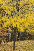 Gleditsia triacanthos 'Sunburst' - Honeylocust tree in autumn - October