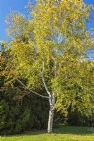 Betula papyrifera - Paper Birch tree in autumn - October