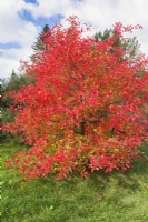 Nyssa sylvatica - Tupelo tree in autumn, Montreal Botanical Garden, Quebec, Canada - October