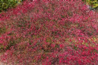 Euonymus alatus 'Compactus - Dwarf Burning Bush in autumn - October