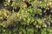 Hydrangea petiolaris 'Brookside Littleleaf' - Climbing Hydrangea in autumn - October
