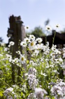 Phlox paniculata and Leucanthemum vulgare in country cottage garden
