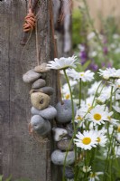 Leucanthemum vulgare Oxeye daisy in country cottage garden with driftwood sculpture and pebbles
