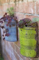 Sempervivum 'Crimson Velvet', Sedum spurium 'Fuldagult', Euphorbia cyparissias 'Fen's Ruby' planted in wall mounted painted aluminium cans on brick wall
