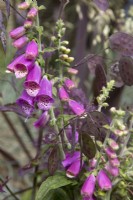 Digitalis purpurea and Lunaria annua seedheads
