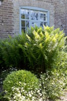 Fern, Buxus sempervirens and Erigeron karvinskianus 'Profusion' in cottage front garden
