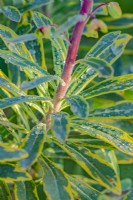 Euphorbia x martinii 'Ascot Rainbow' leaves in Spring - April
