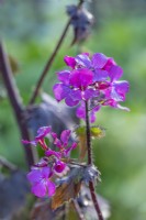 Lunaria annua 'Chedglow' flowering in Spring - April