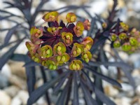 Euphorbia 'Blackbird' in gravel garden April