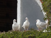 Fan-Tailed Pigeons perched outside dovecot in garden