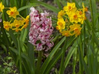 Hyacinthus orientalis 'Pink Pearl' and Narcissus Jonquilla 'Martinette'