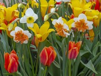 Narcissus 'Precocious' with Tulips in container