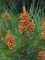 Pinus radiata - Monterey pine pollen cones