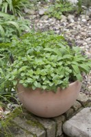 Culinary Herbs in pots - Oregano Sage and Flat Parsley in April
scented leaves
