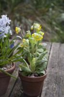 Cowslip Primula Veris in pot on table, with Muscari Touch of Snow and Pushkinia scilloides libanotica striped squills
March
