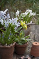 Cowslip Primula Veris in pot on table, with Muscari Touch of Snow and Pushkinia scilloides libanotica striped squills, Scilla Turbergeniana 
March