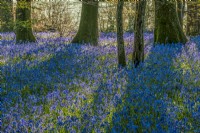 Drifts of native English  bluebells - Hyacinthoides non-scriptus flowering in a woodland in Spring - May