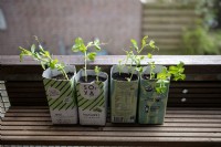 Recycling. 
Old milk cartons reused as pots to grow pea pisum seedlings on a balcony. 