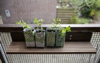 Recycling. 
Old milk cartons reused as pots to grow pea pisum seedlings. 
Upcycled shelf on a balcony. Made from the balconies old wooden decking planks after they were replaced. 