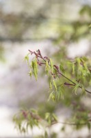 Acer palmatum Oridono Nishiki - Young Japanese maple leaves in spring