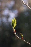Sorbus ulleungensis 'Olympic Flame' - Rowan leaves emerging in spring