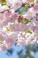 Prunus usa-susane - Cherry tree blossom