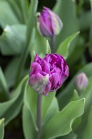 Tulipa 'Blue Diamond' - Tulip