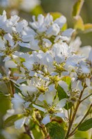 Amelanchier lamarckii flowering in Spring - April