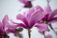Magnolia sprengeri var diva 'Antony'