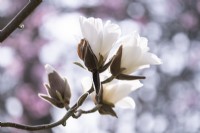 Magnolia 'Leda' a striking white flower.