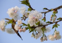 Prunus 'Shirote' - white and pale pink Cherry Blossom