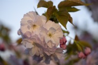 Prunus 'Matsume-hana-guruma' - Cherry Blossom