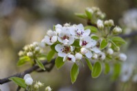 Pyrus ussuriensis var hondoensis - Pear tree blossom
