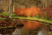 Salix alba var vitellina 'Brutzensis' around a stream in the  Savill Garden, Windsor Great Park, Surrey, UK